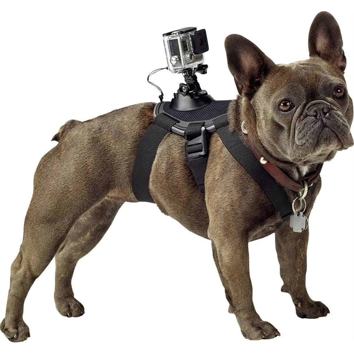GoPro Fetch Dog Harness Dog POV Camera Mount ADOGM-001 (New)